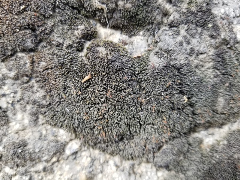Oval Dry Rock Moss photo 8