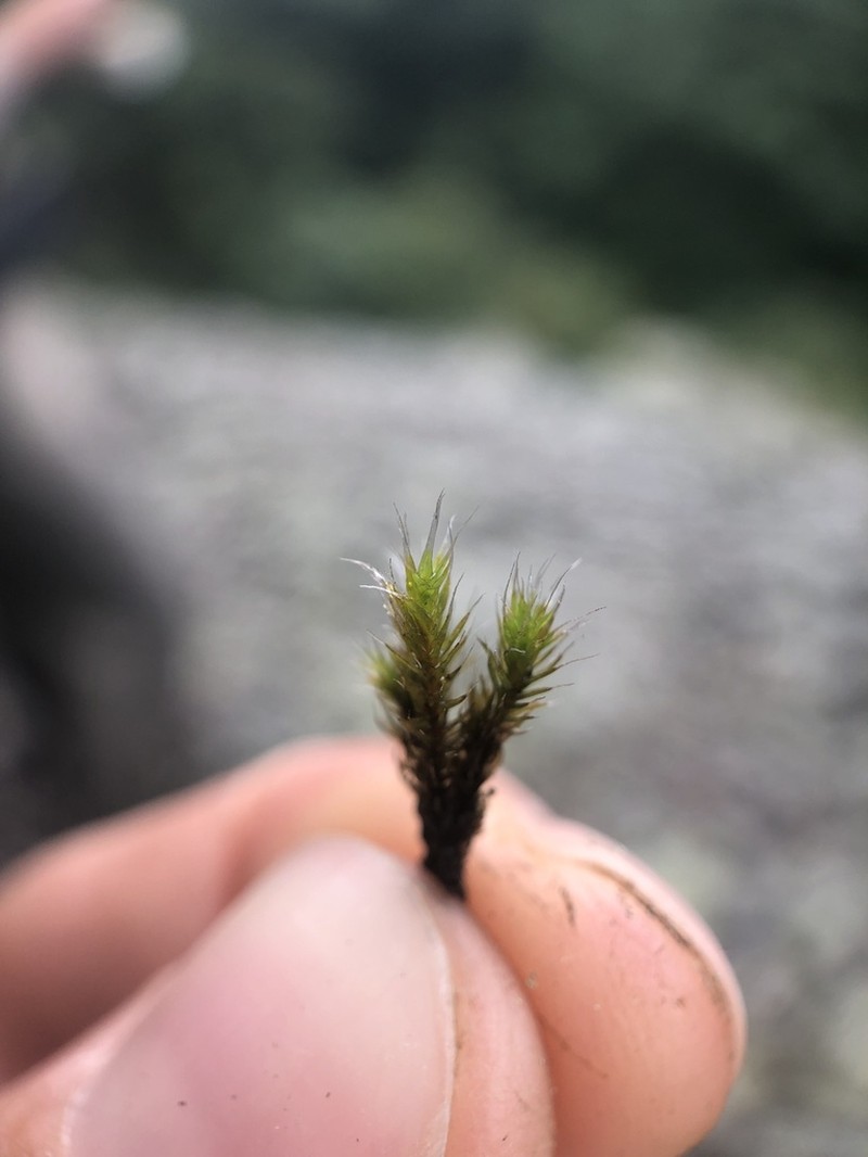 Grimmia Dry Rock Moss