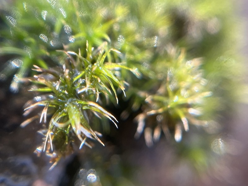 Grimmia Dry Rock Moss photo 2