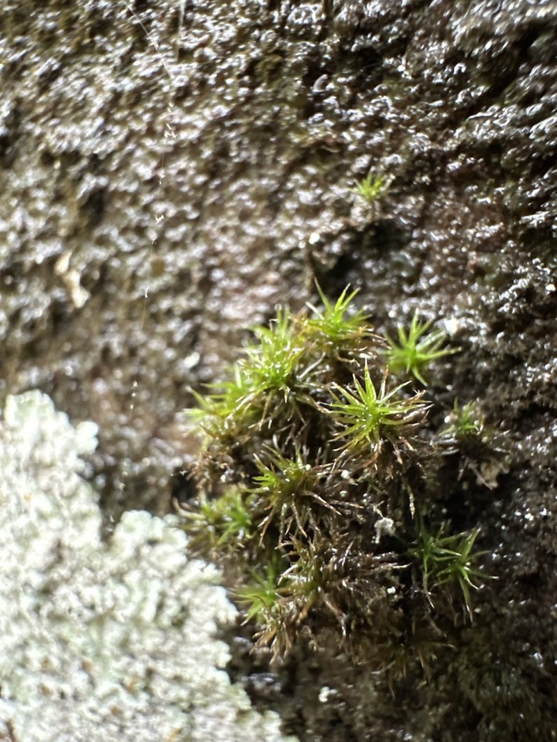 Grimmia Dry Rock Moss photo 3