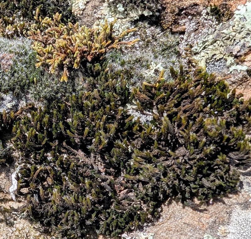 Grimmia Dry Rock Moss photo 4