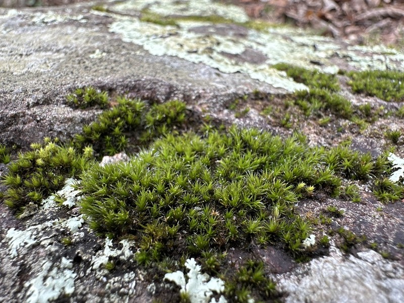 Grimmia Dry Rock Moss photo 5