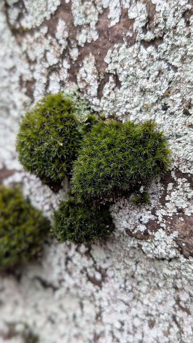 Grimmia Dry Rock Moss photo 6