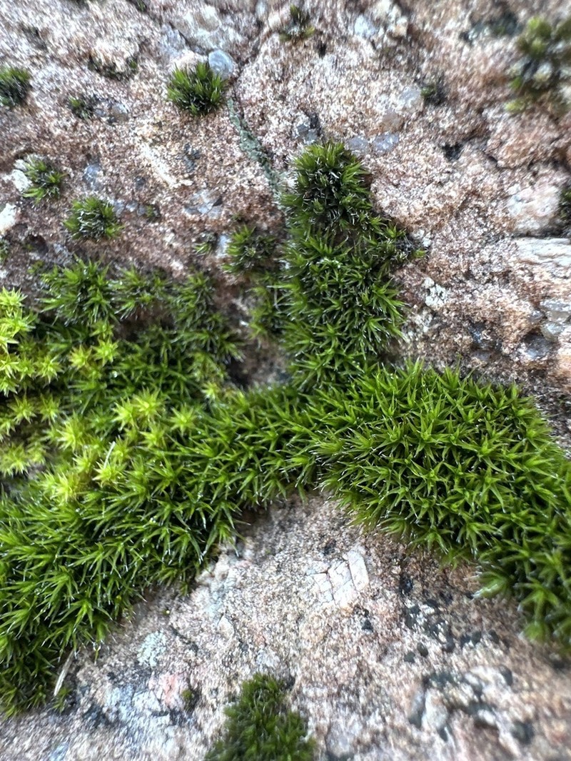 Grimmia Dry Rock Moss photo 7