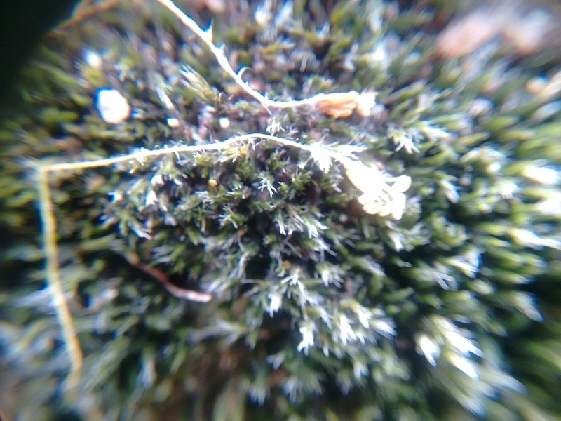 Grimmia Dry Rock Moss photo 8