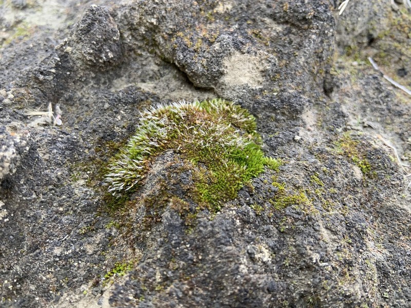 Grimmia Dry Rock Moss