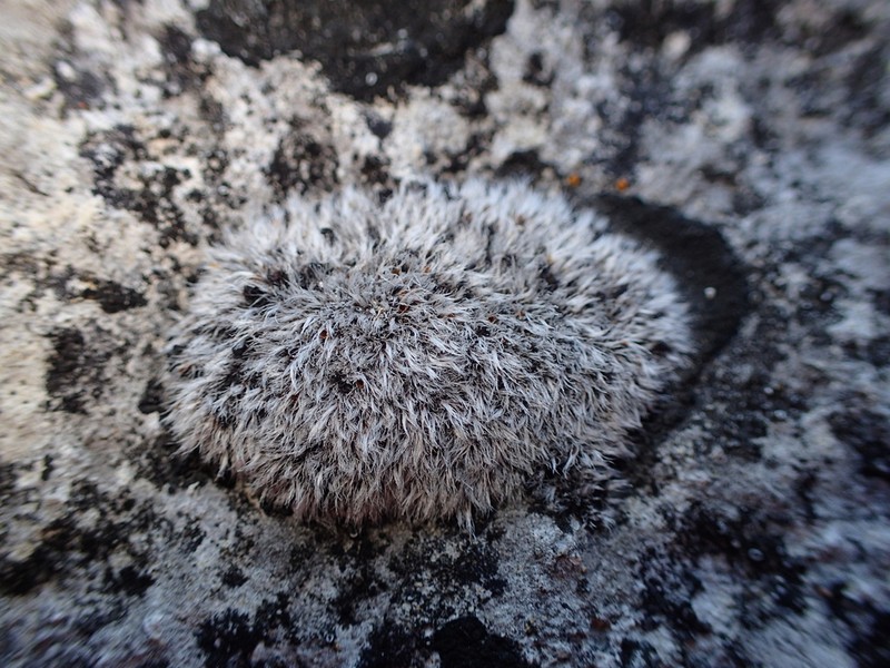 Grimmia Dry Rock Moss photo 2