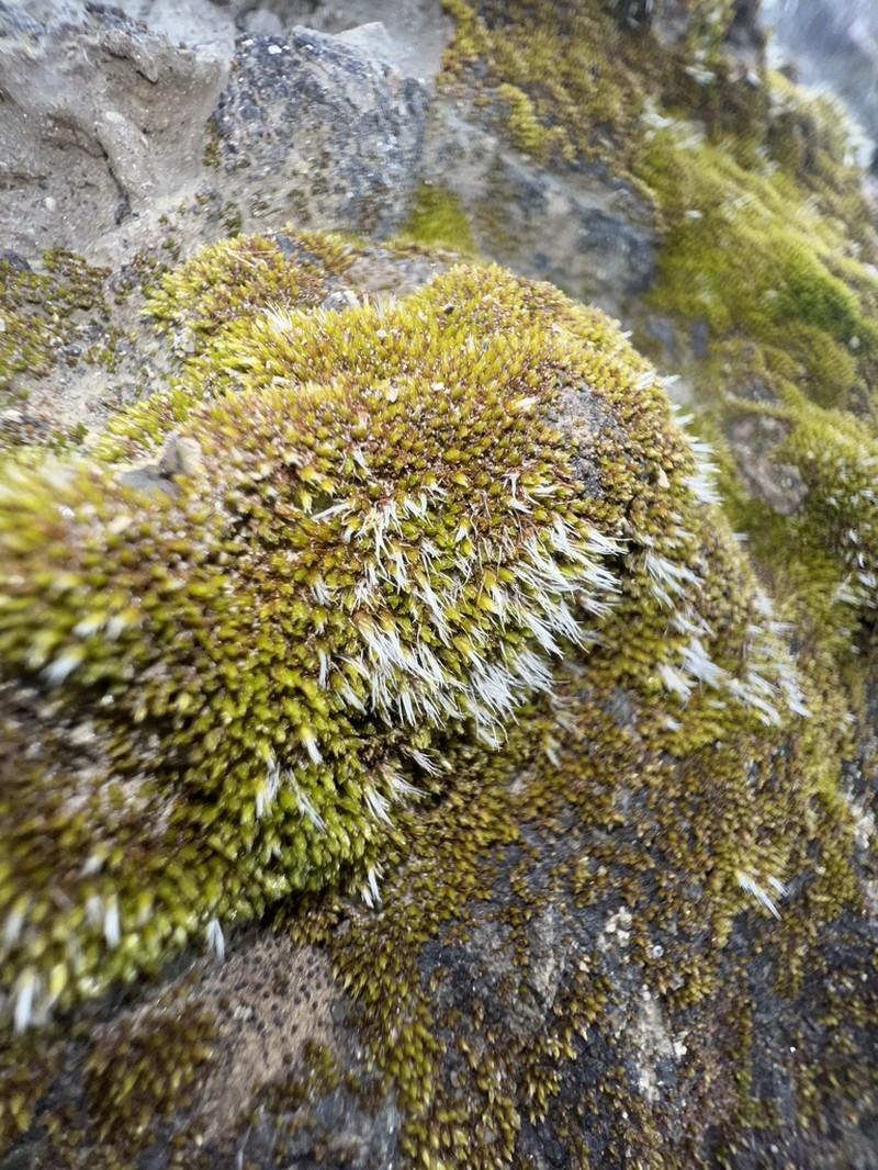 Grimmia Dry Rock Moss photo 3