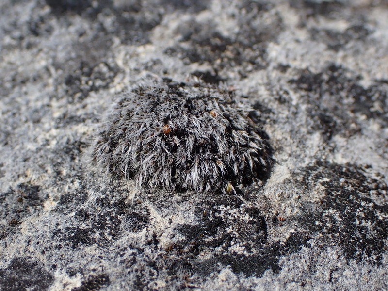 Grimmia Dry Rock Moss photo 4