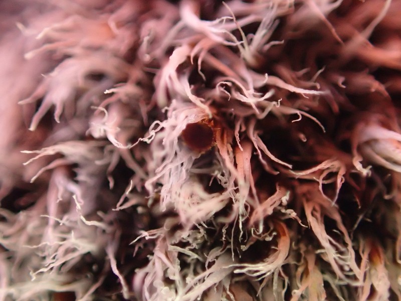 Grimmia Dry Rock Moss photo 5