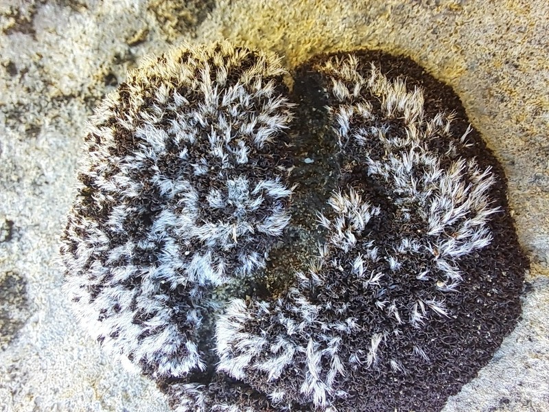 Grimmia Dry Rock Moss photo 6
