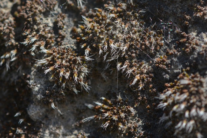 Grimmia Dry Rock Moss photo 7