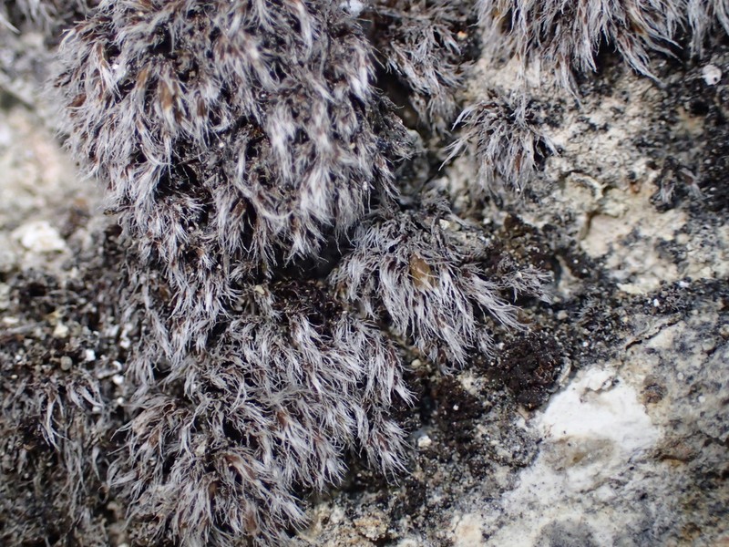 Grimmia Dry Rock Moss photo 8