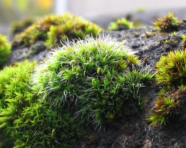 Pulvinate Dry Rock Moss