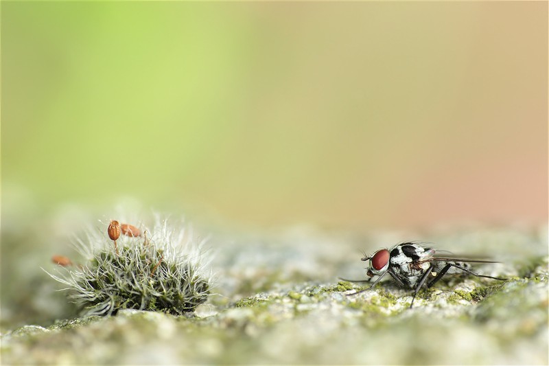 Pulvinate Dry Rock Moss