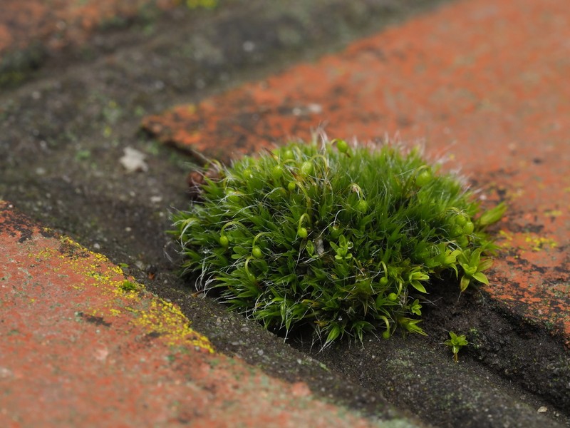 Pulvinate Dry Rock Moss photo 2