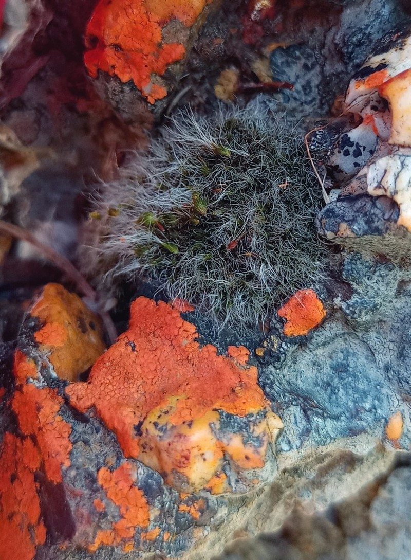 Pulvinate Dry Rock Moss photo 3