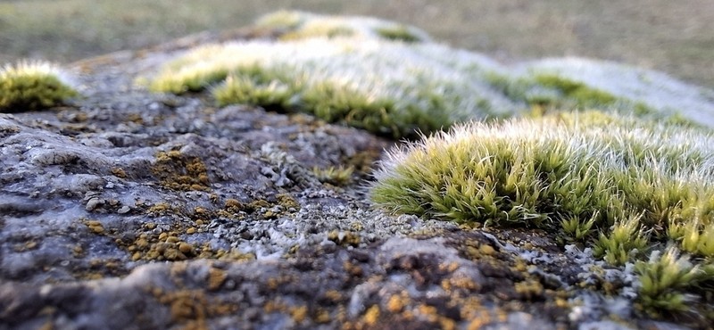 Pulvinate Dry Rock Moss photo 4