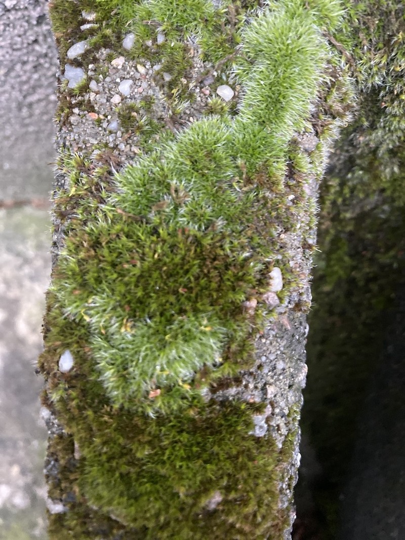 Pulvinate Dry Rock Moss photo 5