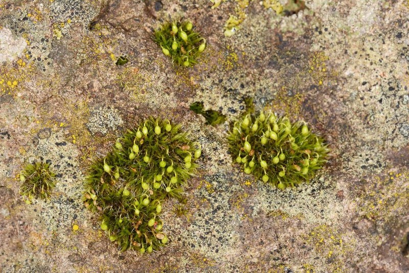 Pulvinate Dry Rock Moss photo 6