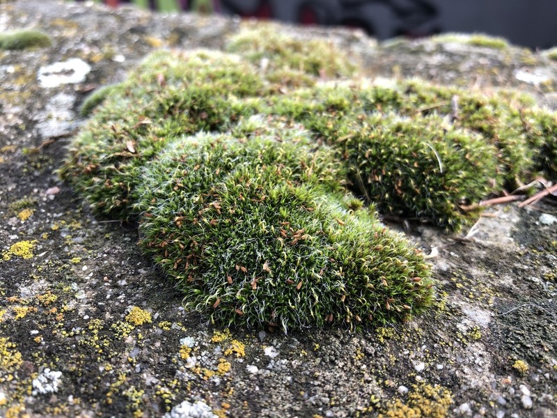 Pulvinate Dry Rock Moss photo 7