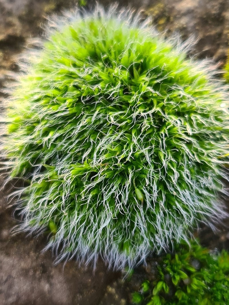 Pulvinate Dry Rock Moss photo 8