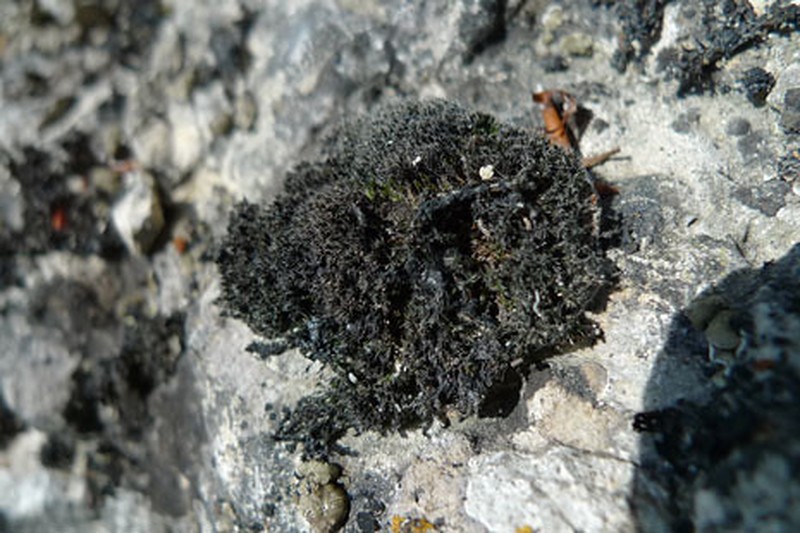 Grimmia Dry Rock Moss