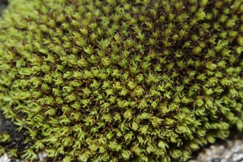 Grimmia Dry Rock Moss