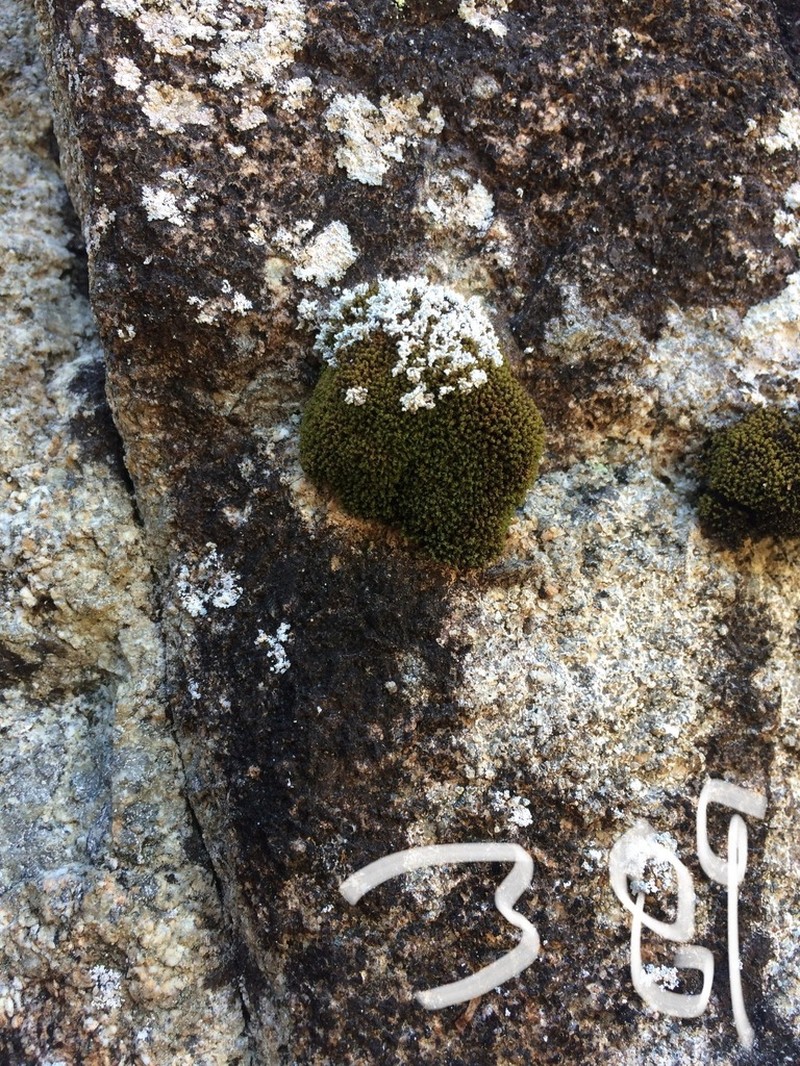 Grimmia Dry Rock Moss