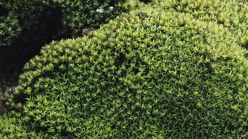 Grimmia Dry Rock Moss photo 2
