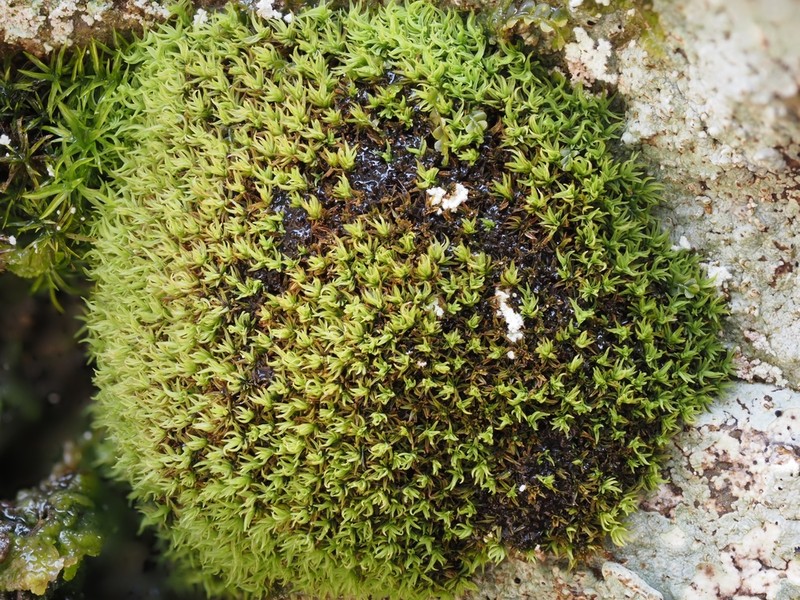 Grimmia Dry Rock Moss photo 3