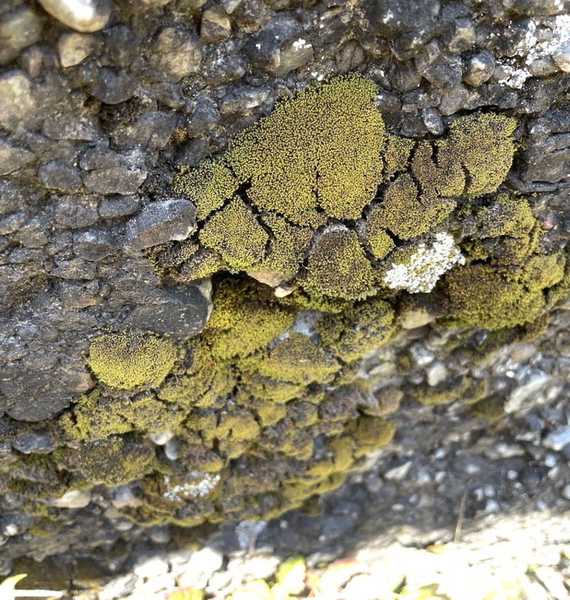 Grimmia Dry Rock Moss photo 4
