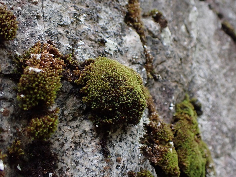 Grimmia Dry Rock Moss photo 5
