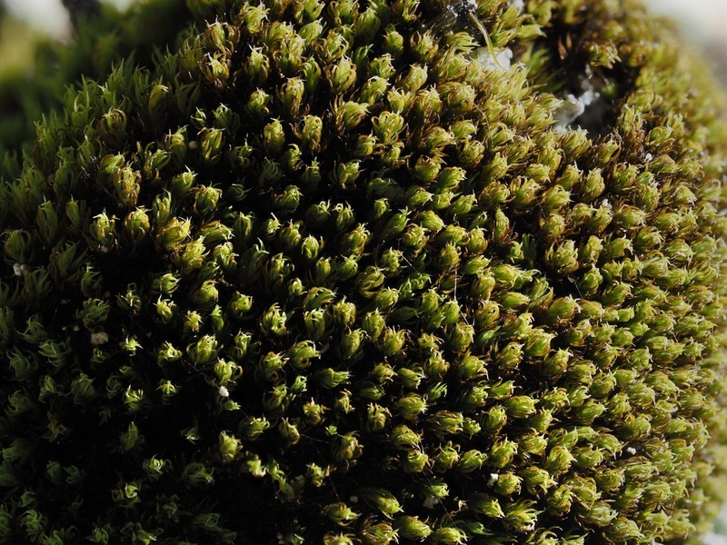 Grimmia Dry Rock Moss photo 6