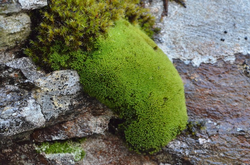 Grimmia Dry Rock Moss photo 7