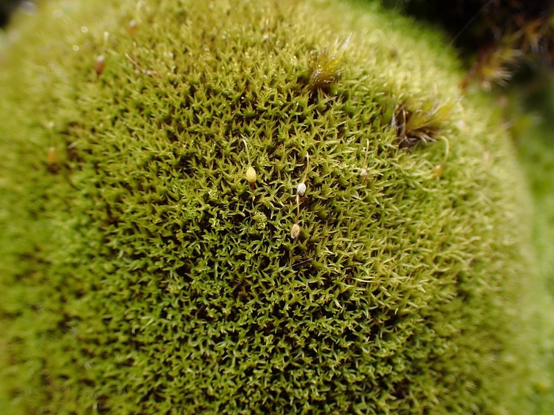 Grimmia Dry Rock Moss photo 8