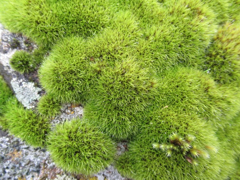 Grimmia Dry Rock Moss