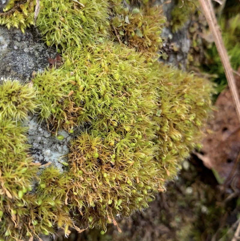Grimmia Dry Rock Moss photo 2