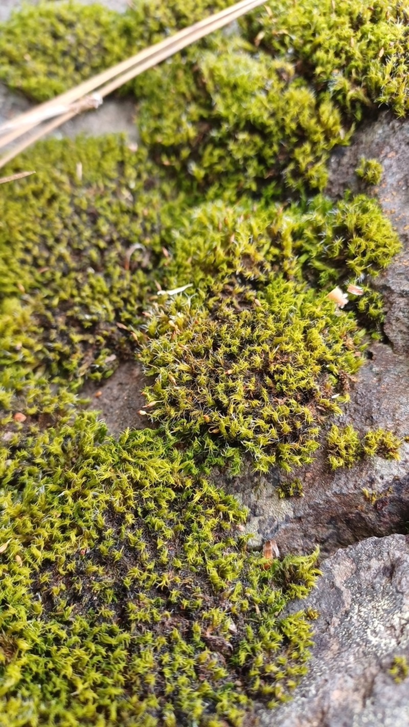 Grimmia Dry Rock Moss photo 3