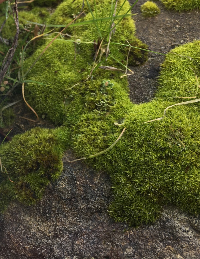 Grimmia Dry Rock Moss photo 4