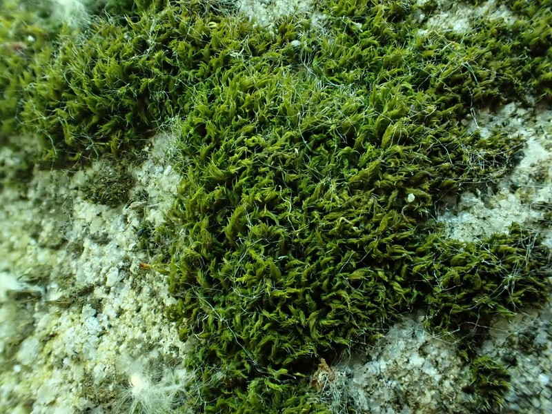 Grimmia Dry Rock Moss photo 5
