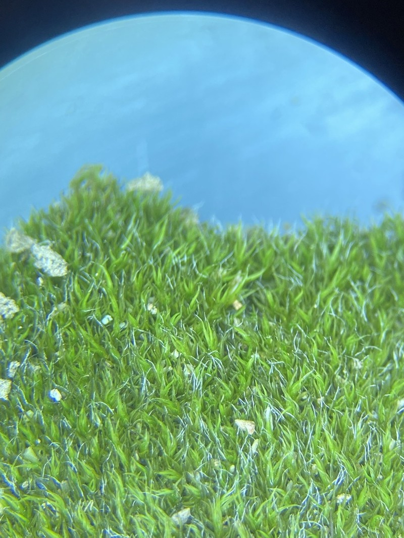 Grimmia Dry Rock Moss photo 6
