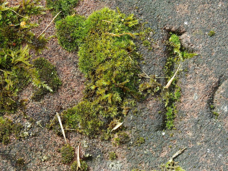 Grimmia Dry Rock Moss photo 7
