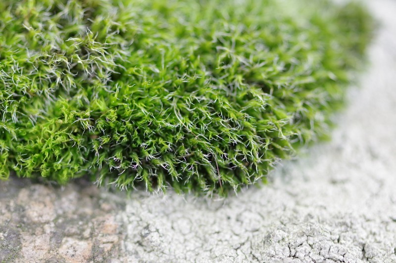 Grimmia Dry Rock Moss photo 8