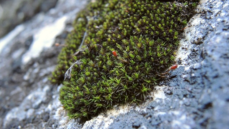 Onecolor Dry Rock Moss