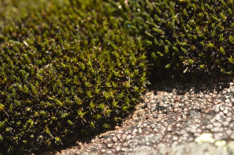 Onecolor Dry Rock Moss photo 2