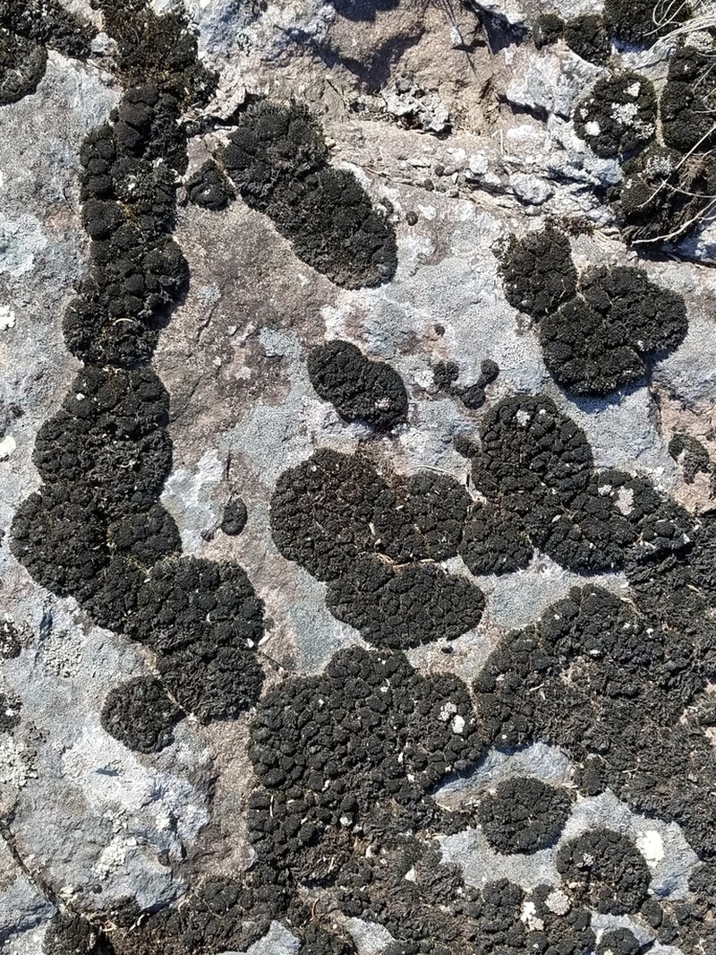 Onecolor Dry Rock Moss photo 3