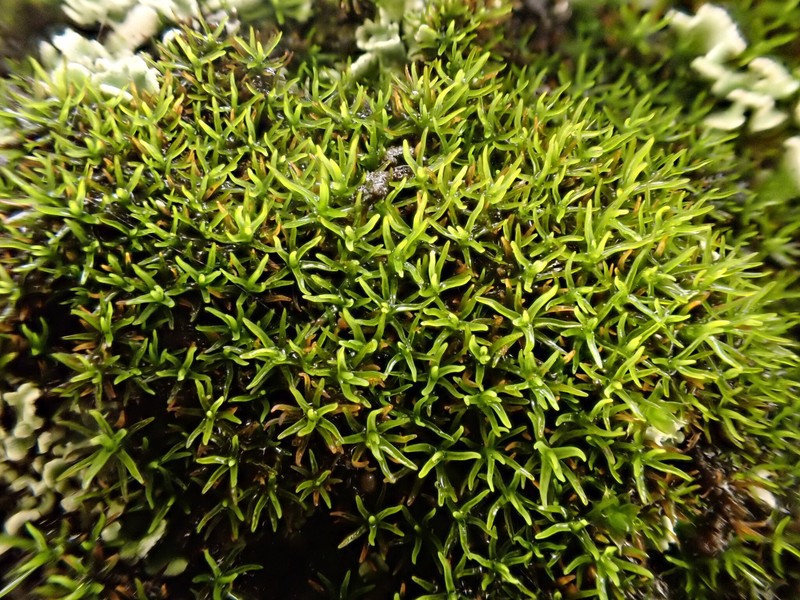 Onecolor Dry Rock Moss photo 5