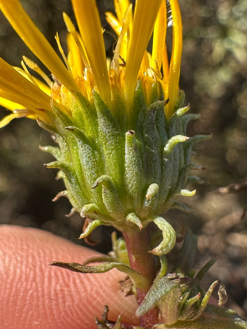 Grindelia × paludosa