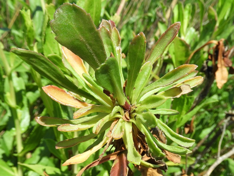 Grindelia × paludosa photo 3